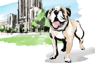 Illustration of happy Handsome Dan in front of Payne Whitney Gym