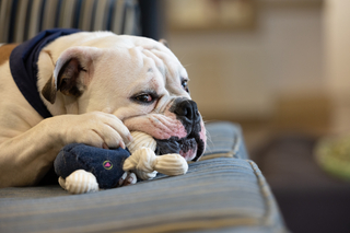 Handsome Dan with toy